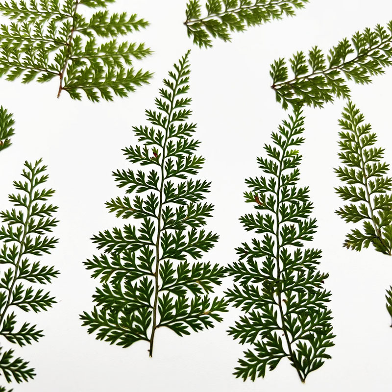 Resin Craft Ideas - 100Pcs Natural Rain Fern Leaf Specimens,